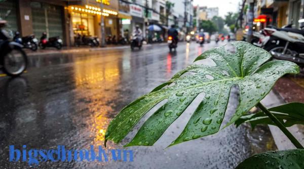Cận cảnh những giọt nước đọng trên một chiếc lá và mặt đường sau cơn mưa tại Việt Nam.