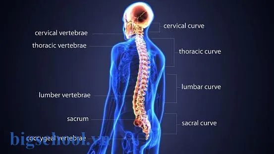 Hình ảnh minh họa hệ thống dây thần kinh chạy dọc theo cột sống