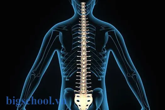 Cấu trúc giải phẫu chi tiết giúp giải đáp cột sống tiếng Anh là gì trong y khoa