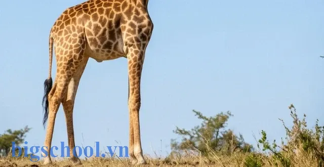 Sư tử dũng mãnh giúp dạy bé nhận biết các con vật săn mồi