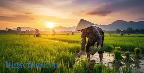 Người nông dân Việt Nam đang làm việc trên cánh đồng lúa chín vàng trù phú